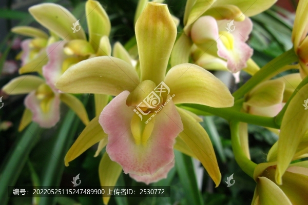 大花蕙蘭