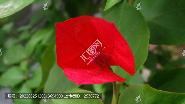 葉子花