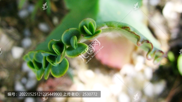 落地生根
