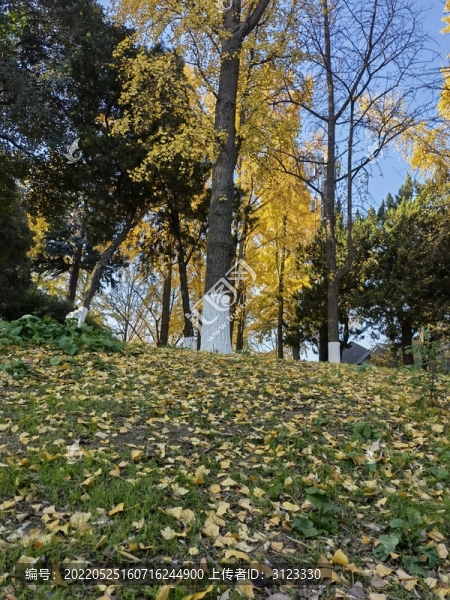南京玄武湖