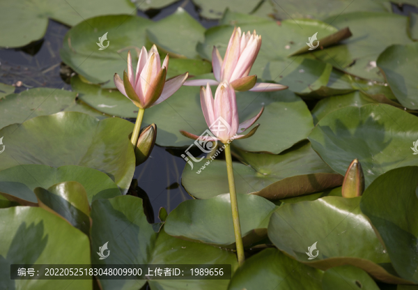 粉色睡蓮