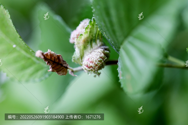 蟲(chóng)癭