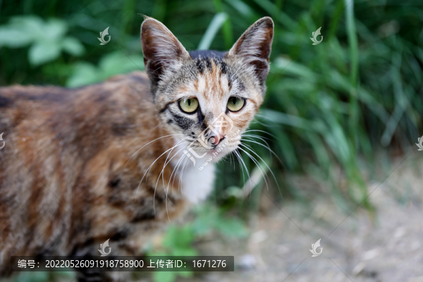 貓咪