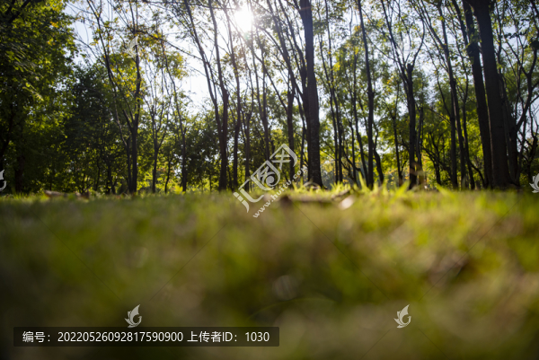 陽(yáng)光樹(shù)木草地自然生態(tài)