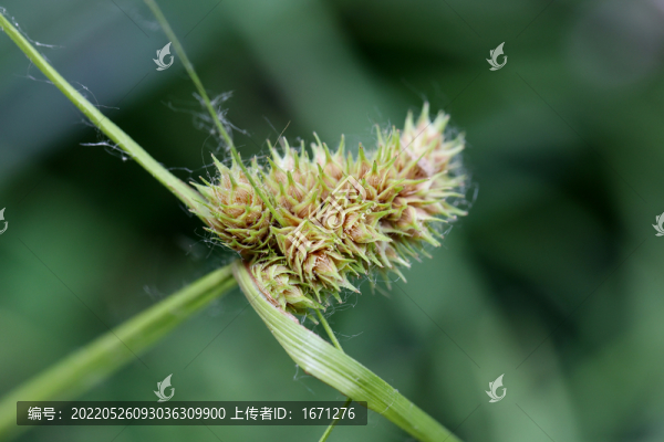 莎草