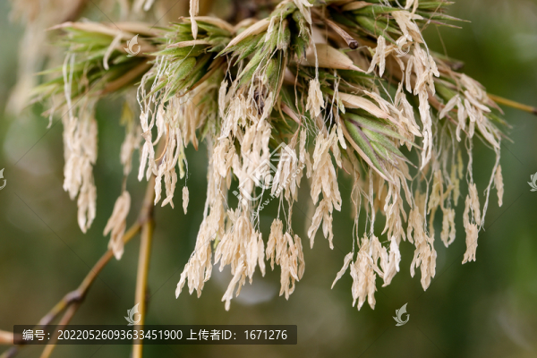 箭竹花