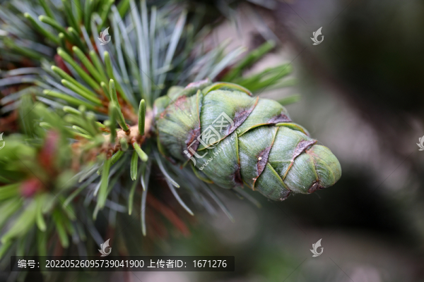 羅漢松果