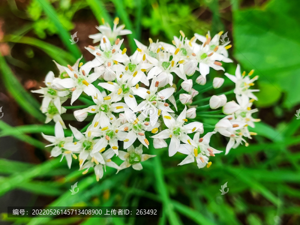 韭菜花
