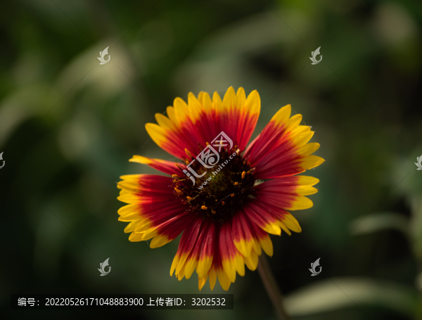 天人菊特寫照片