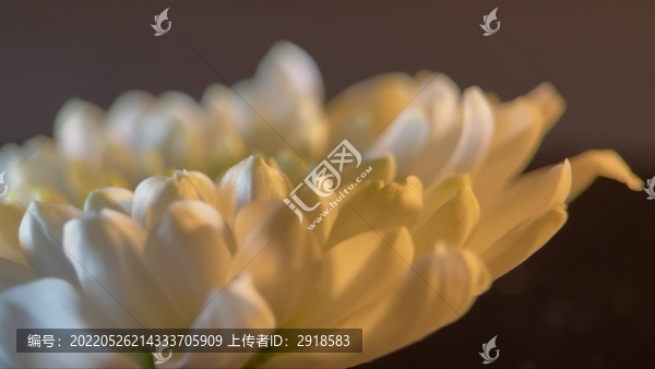 盛開(kāi)的鮮花祭祀白菊花
