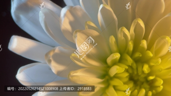 鮮花攝影白色菊花