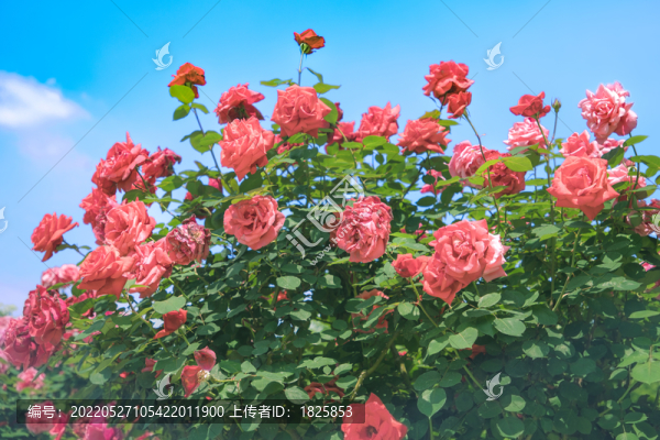 月季花