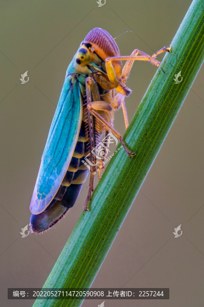 葉蟬與昆蟲