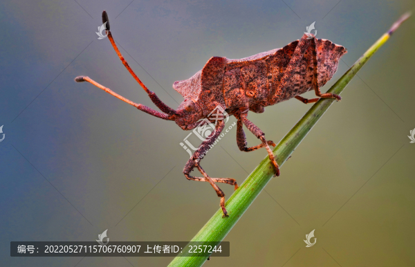 蝽與昆蟲(chóng)