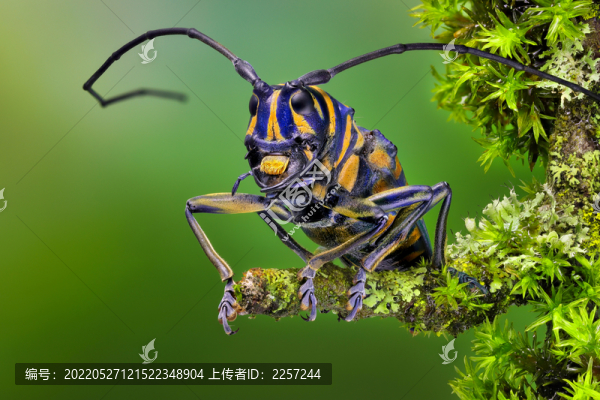 天牛與昆蟲