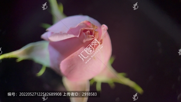 紅藍(lán)光下粉色玫瑰花特寫