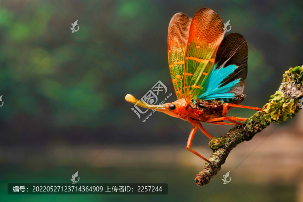 蝴蝶與昆蟲