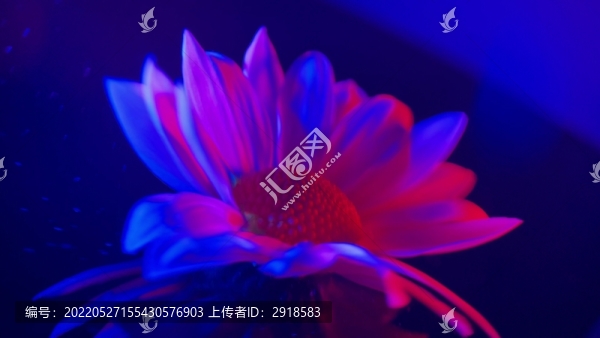 紅藍(lán)光鮮花攝影雛菊非洲菊
