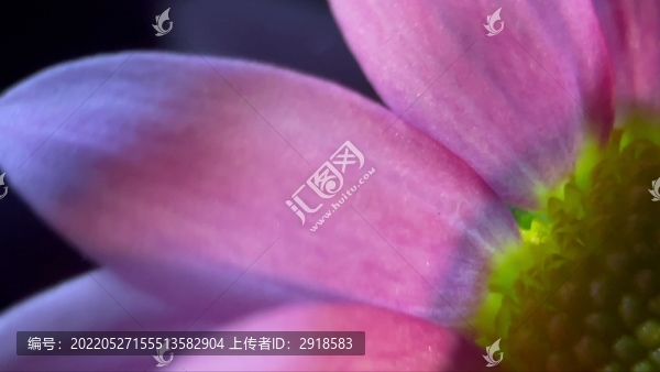 特寫雛菊非洲菊