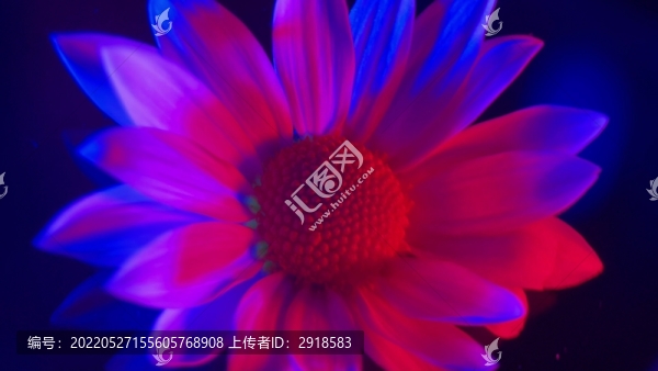 微距紅藍(lán)光鮮花攝影非洲菊