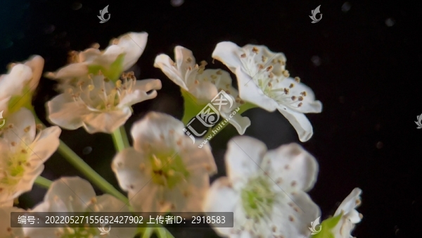 微距鮮花攝影鐵線菊野花