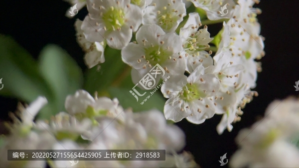 微距鮮花攝影鐵線菊野花