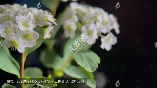 鮮花攝影微距鐵線菊
