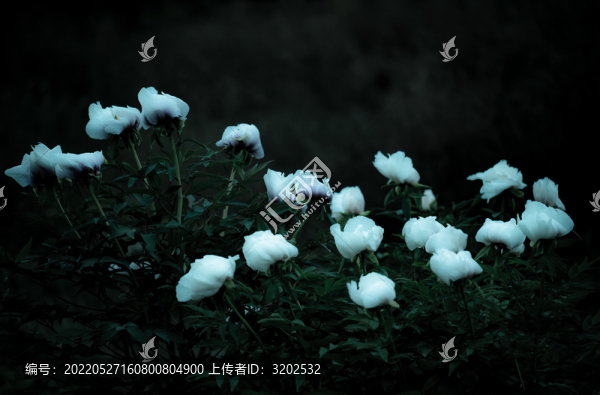 牡丹花特寫(xiě)照片