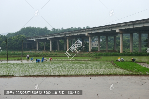 插秧