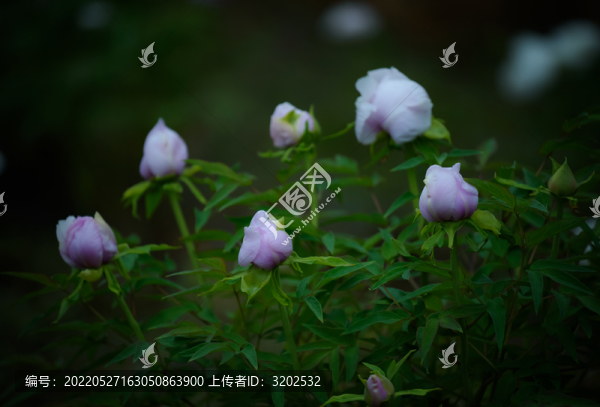 牡丹花特寫照片