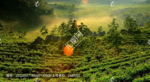 云上茶園實(shí)景