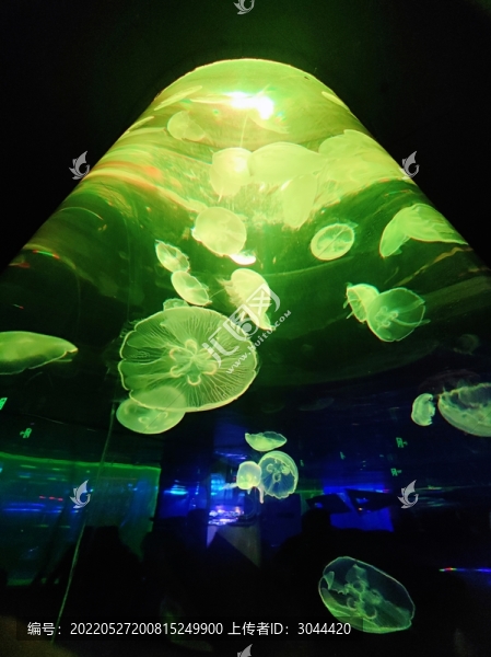 水母