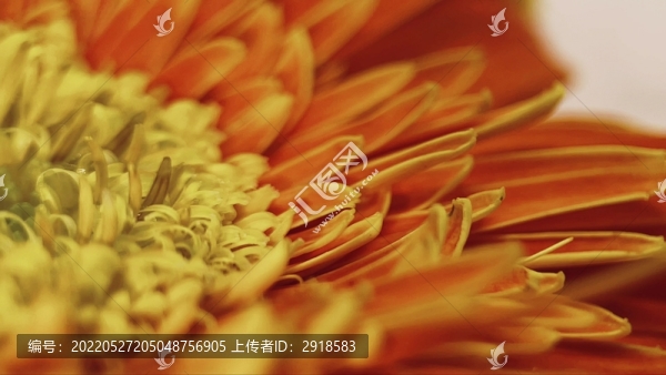 特寫橘黃色橙黃色非洲菊