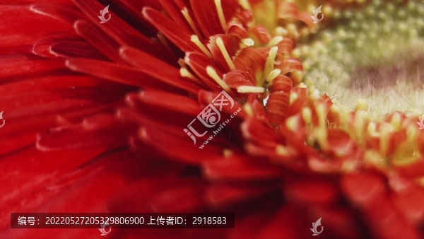 特寫鮮紅色大紅色菊花非洲菊