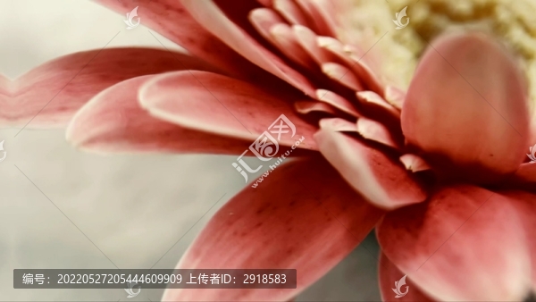 微距粉色非洲菊雛菊