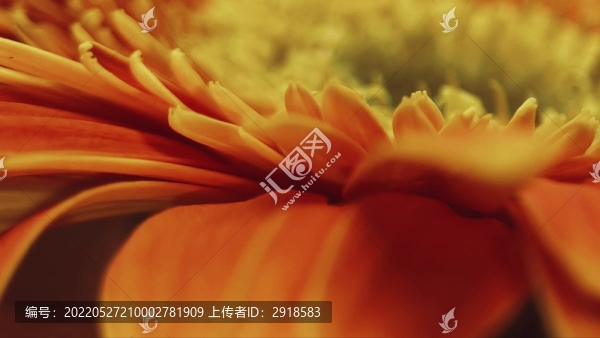 微距橘黃色雛菊