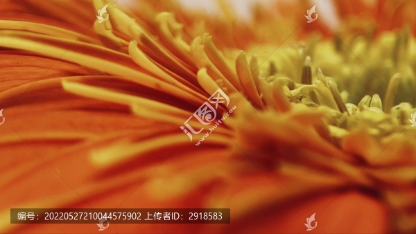 微距橘黃色雛菊