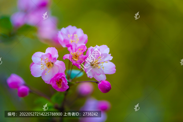 嬌美的海棠花