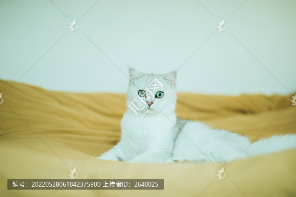 貓