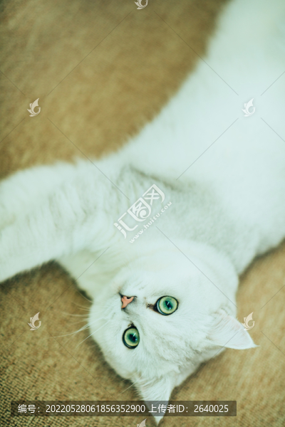 玩耍的貓