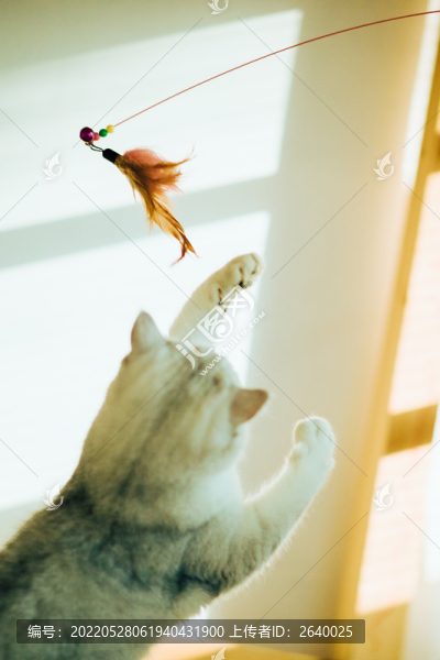 玩耍的貓