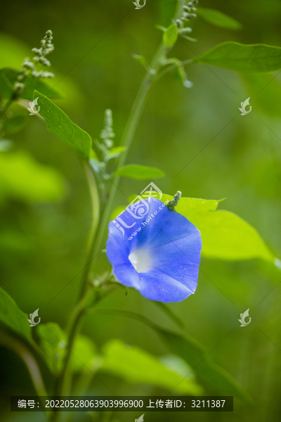 藍(lán)色喇叭花