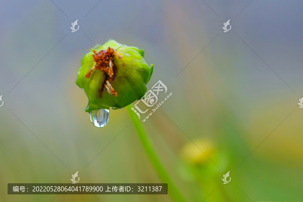 金雞菊花苞