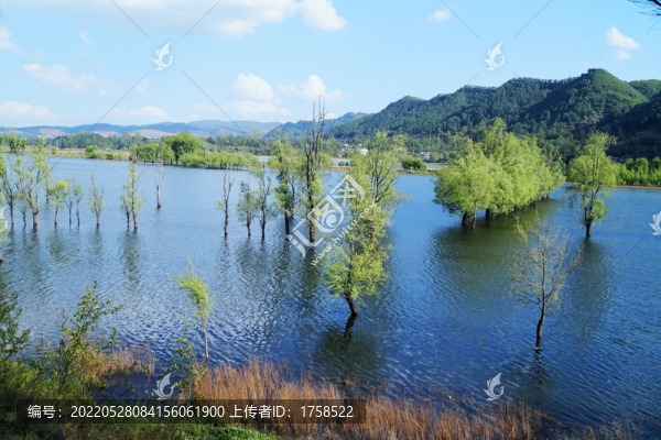 濕地楊柳林