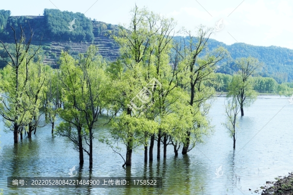 濕地楊柳林