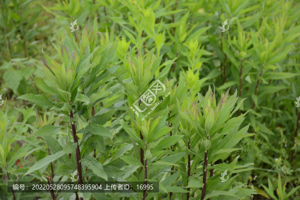駁骨草