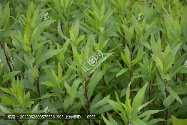 駁骨草