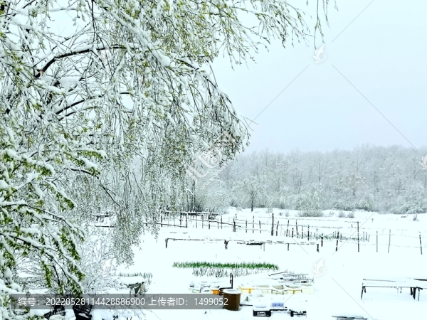 春天的雪掛