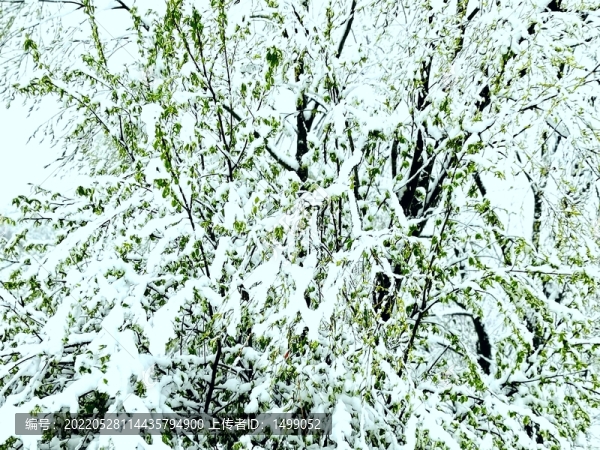 春天的雪掛
