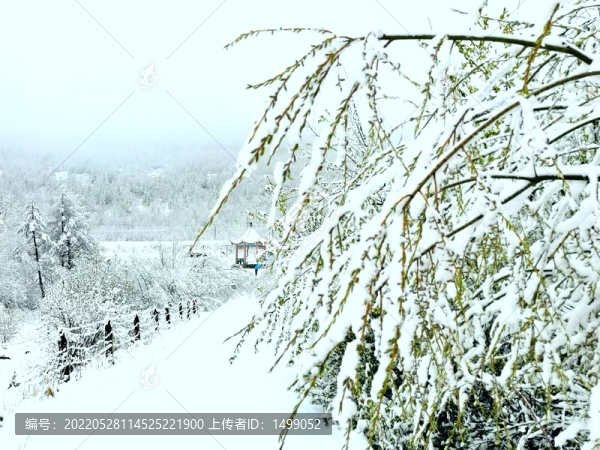 春天的雪掛